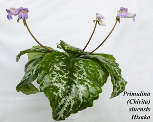 Primulina (Chirita) sinensis Hisako